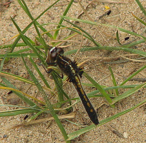 Leucorrhinia frigida